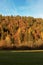 Forest in Autumn - Trentino Alto Adige Italy