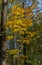 In the forest in autumn yellow maple on the blue sky