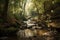 forest with babbling brook and tranquil setting for forest and meditation