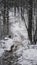 Forest Bacieczki BiaÅ‚ystok in the snow