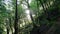 Forest background scene with bright sunlight through branches, twigs and leaves. Forest trail in the mountains