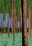 Forest background with tall trees