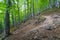 Forest on Balkan Mountain, Bulgaria