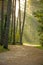 Forest at the Baltic coast in Poland with light beams