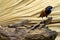 A forest banded gecko approaching a chestnut munia or black headed munia.