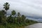 Forest on the banks of the Amazon River, woods full of palm trees