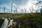 Forest of bare  dead wriggly trees in Great Otway National Park