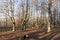 forest in the basque country on mount urkiola in the province of vizcaya