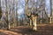 forest in the basque country on mount urkiola in the province of vizcaya