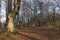 forest in the basque country on mount urkiola in the province of vizcaya