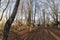 forest in the basque country on mount urkiola in the province of vizcaya