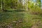 Forest in Bavaria in spring, everything in wood