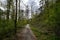 Forest in Bavaria in spring, everything in wood