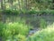 Forest with a beaver pond