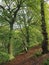 Forest beech trees with leaves beginning to turn yellow in early autumn