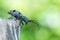Forest beetle - Morimus funereus