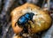 Forest beetle on mushroom