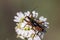 Forest beetle sitting on a white flower. Macro foto