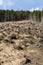 Forest being cut down turning into a dry lifeless field