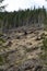 Forest being cut down turning into a dry lifeless field