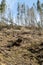 Forest being cut down turning into a dry lifeless field