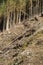 Forest being cut down turning into a dry lifeless field.