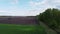 Forest belt along farm fields on a sunny day, aerial view. Agricultural landscape.