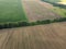 A forest belt separates several farm fields, top view. Agrarian landscape, bird`s-eye view