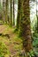 Forest on Ben Nevis mountain, Scotland