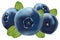 Forest berry. 3d realistic blueberry on white background. Set blueberry close up. Vector illustration.