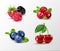 Forest berry. Sweet fruit. Realistic illustration. 3d vector icon set
