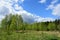 Forest, birch grove. Deciduous trees, young foliage and grass. Cloudy sky