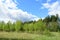 Forest, birch grove, pine forest. Deciduous and coniferous trees, young foliage and grass. Cloudy sky