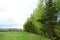 Forest, birch grove, pine trees. Green field of grass. Village of wooden houses. Cloudy