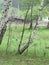 Forest and birches in front of the village,wooden fence ruins of the house and the barn