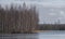 Forest of birches on lake shore in autumn. Landscape Harsh northern nature. Lake Khepojarvi, Leningrad Region Toksovo