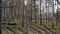 Forest with birches and pines