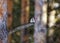 Forest Bird , goldfinch, sitting on a broken branch of pine