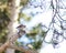 Forest Bird , Grosbeak sit on the branch of a pine in winter