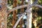 Forest Bird , Grosbeak sit on the branch of a pine in winter