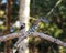 Forest Bird , Grosbeak sit on the branch of a pine in winter