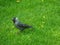 Forest bird Jackdaw on the green grass