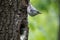 Forest bird Nuthatch look around, guards the nestlings. Passerine bird Sitta europaea near the nest on green background