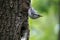 Forest bird Nuthatch look around, guards the nestlings. Passerine bird Sitta europaea near the nest on green background