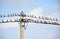 Forest birds flock of waxwings on wires