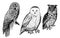 Forest birds. Realistic drawing of owls isolated on white background set