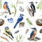 Forest birds seamless pattern. Watercolor illustration. Realistic blue jay, woodpecker, kingfisher, bluebird natural