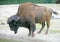 Forest bison 2