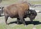 Forest bison 3