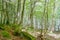 Forest of black poplars with stones with moss